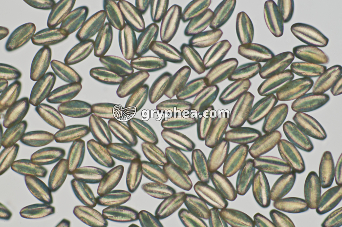 Pollen Erable x100 - gryphea.com